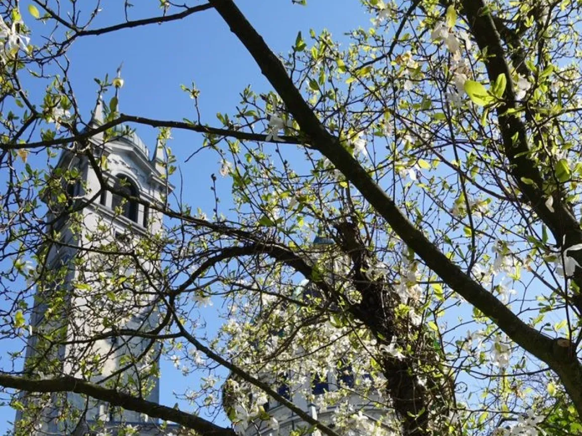 Kirche Enge durch die verzweigten Äste eines blühenden Baums