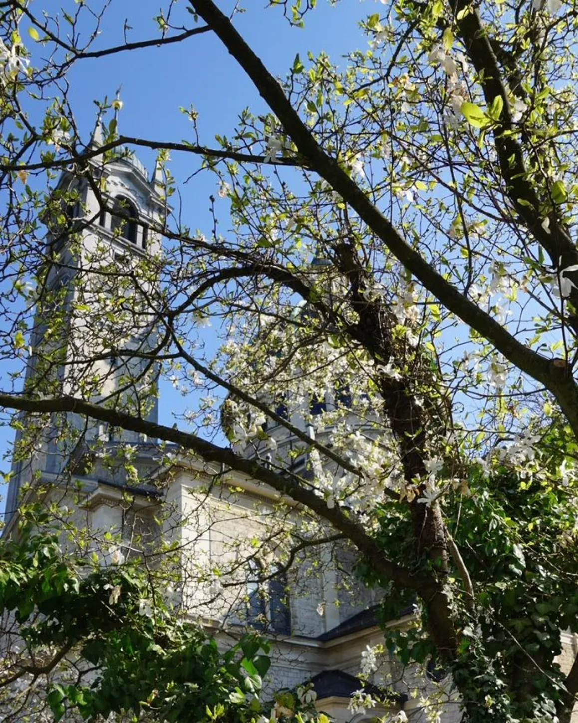 Kirche Enge durch die verzweigten Äste eines blühenden Baums