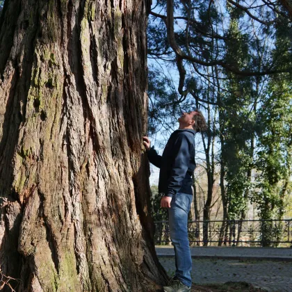 Der Sigrist Oliver Novak vor einem Mamutbaum